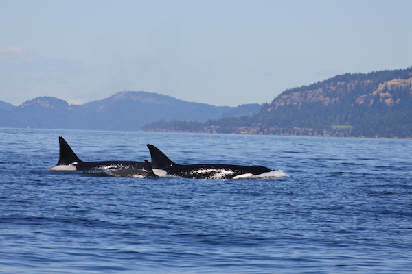 Orcas san juans island tour