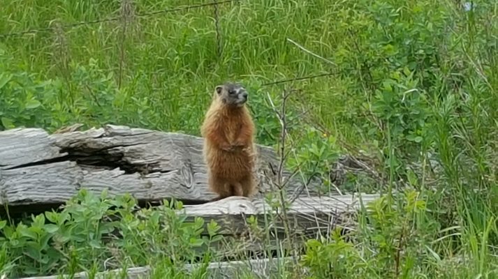 South Dakota Prairie Dog