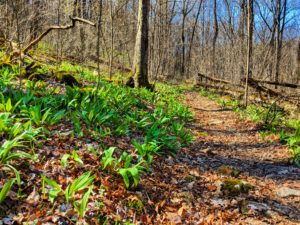 sugar run trail