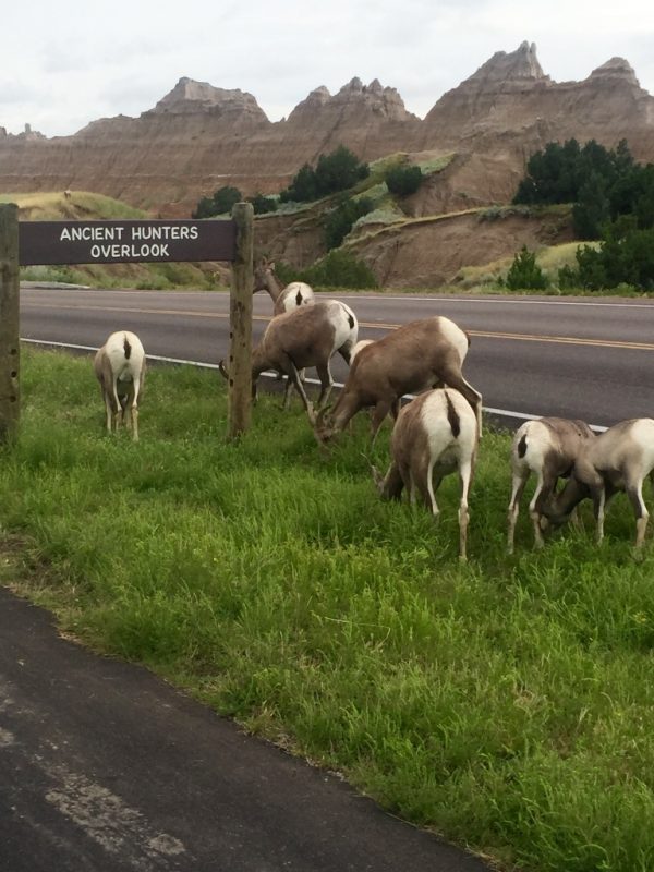 deer on South Dakota Mickelson Bike Tour