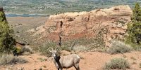 Big Horn Sheep on the Colorado National Monument