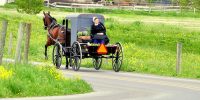 horse buggy fresh flowers