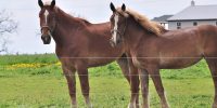 Handsome Amish horses