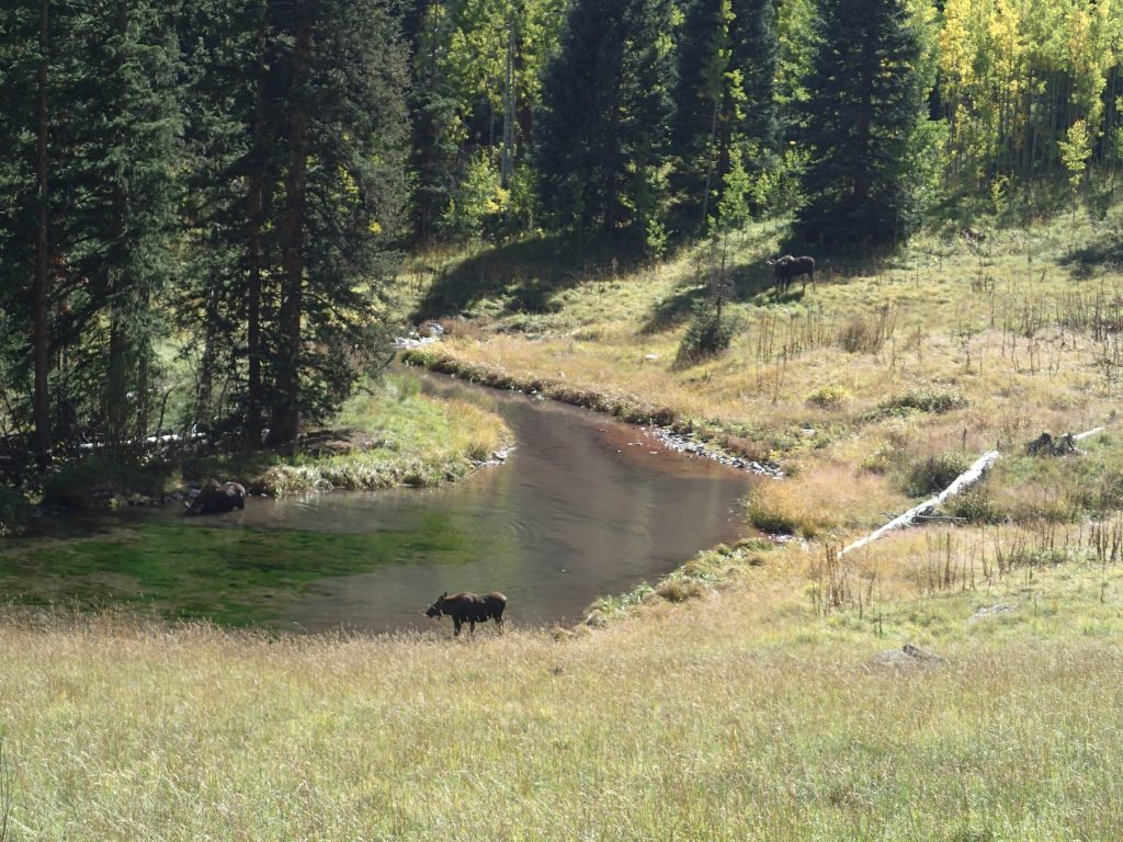 Moose en route to Maroon bells