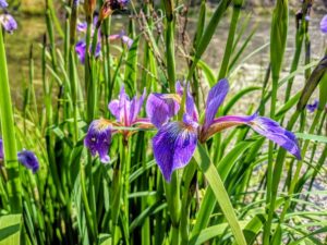 Spring Bike Tours