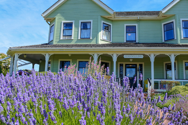 Lavender in the San Juan Islands