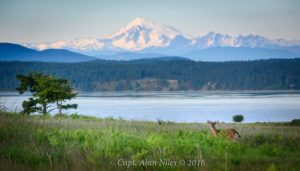 San juan islands Alan niles