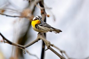yellow throated warbler
